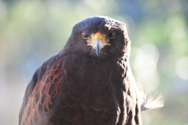 Hawkeye Bird and Animal Control & Falconry Experience Acton