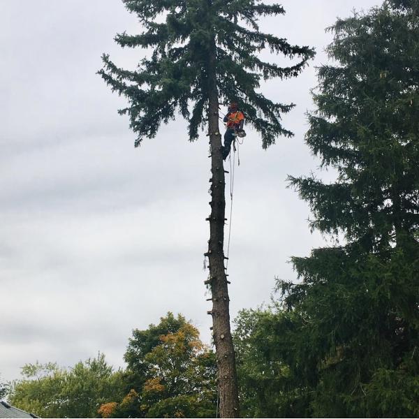 Tim's Tree Removal