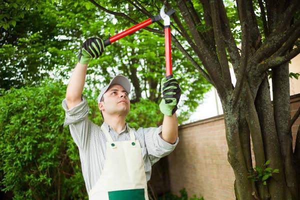 Tree Care Orillia