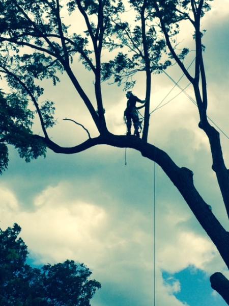 Summit Tree Service