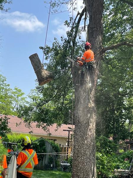 Summit Tree Service