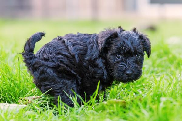 Green Victory Pet Waste Removal
