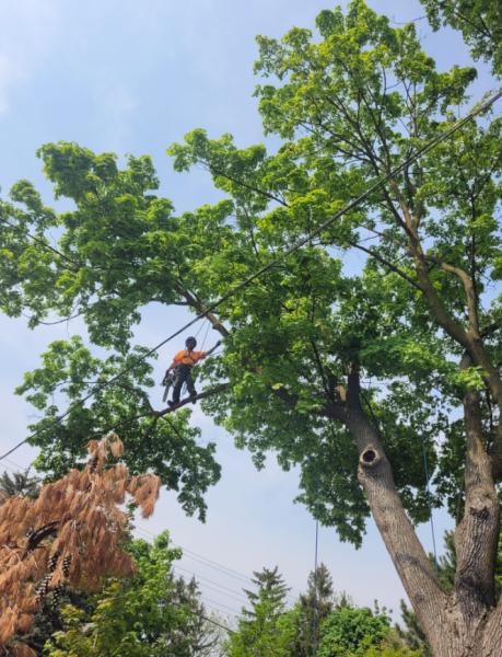 Cody's Tree Service