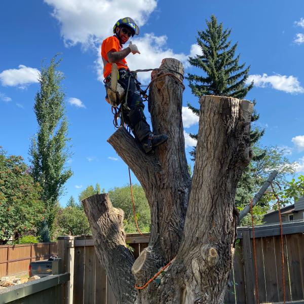 Ascent Tree Services Ltd.