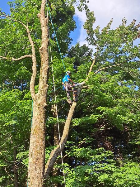 Le Coureur Des Cimes