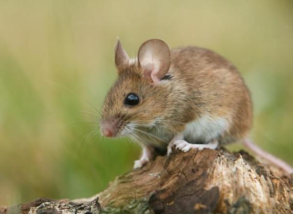 Vertmine Extermination