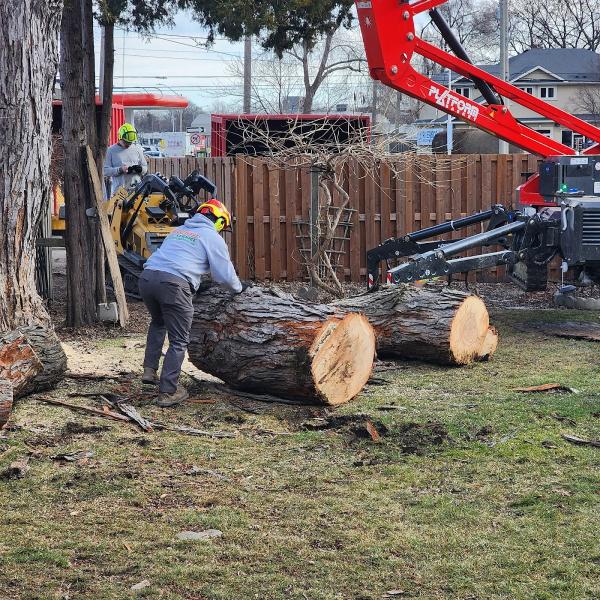 Wilson Tree Service