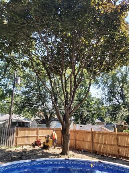 Wilson Tree Service