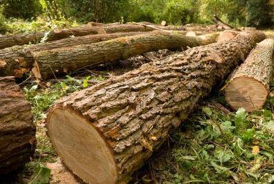Arbre Atout