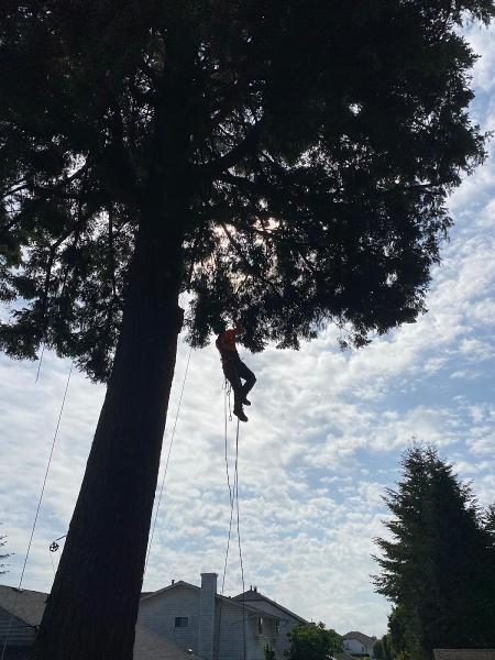 Mountain View Tree Service Inc.