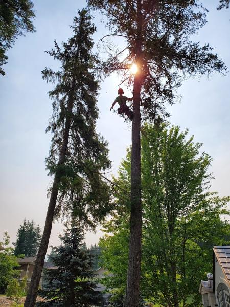 Radical Tree Service