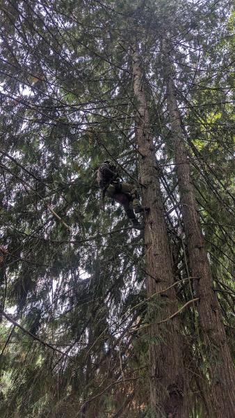 Radical Tree Service