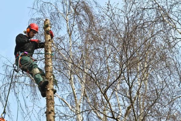 Caledon Tree Service