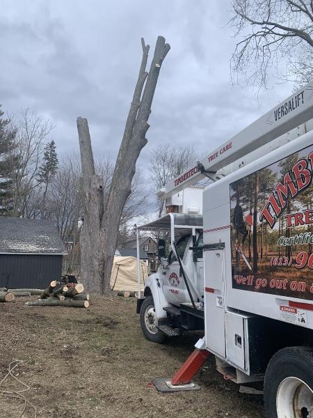 Timbertech Tree Care