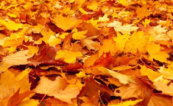 Fall Cleanup Service Nanaimo