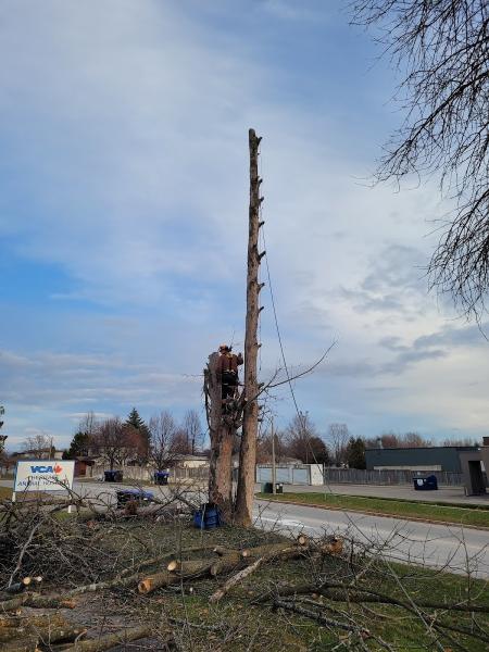 Tobi the Tree Feller