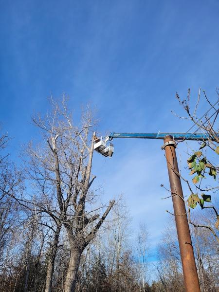 Tobi the Tree Feller