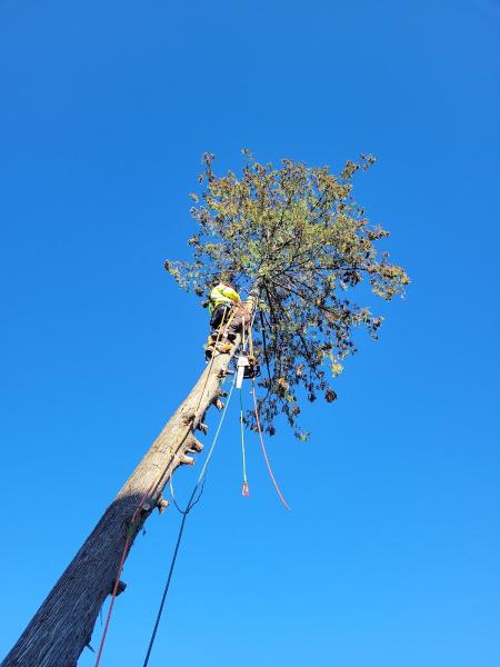 Tobi the Tree Feller