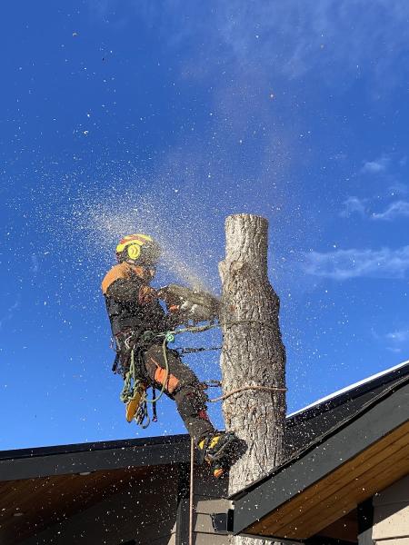 Nootka Tree Care