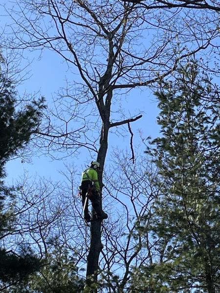 Axe & Wedge Tree Works