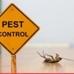 Lady Bug Pest Control