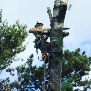 Ajax Tree Service