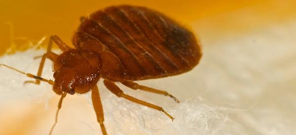 Bed Bug Authority Canada