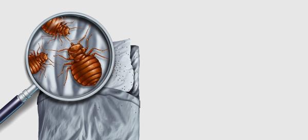 Bed Bug Authority Canada