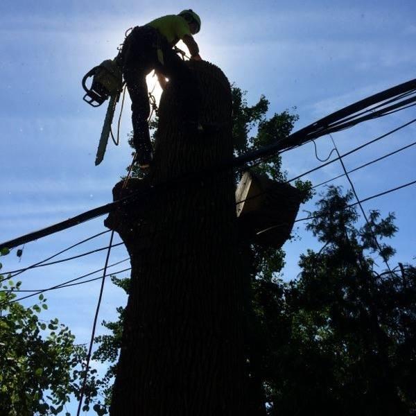 Ashforth Tree Care