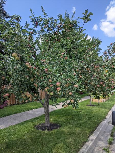 The Urban Orchardist