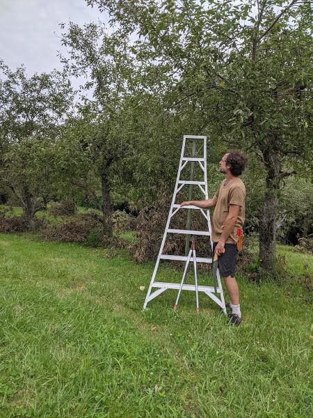 The Urban Orchardist