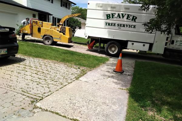 Beaver Tree Service