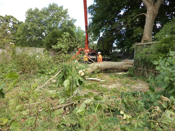 Chatham Tree Services Ltd