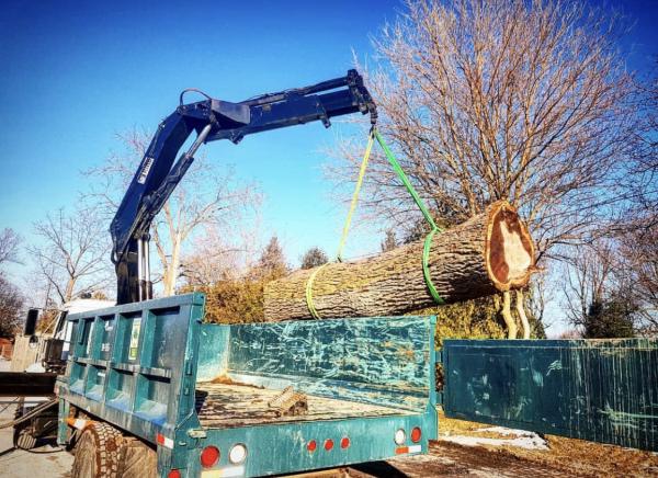 Chatham Tree Services Ltd