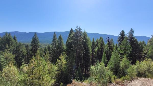 Dynamic Tree Services