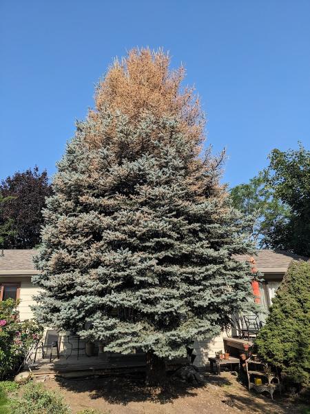 High Point Tree Works