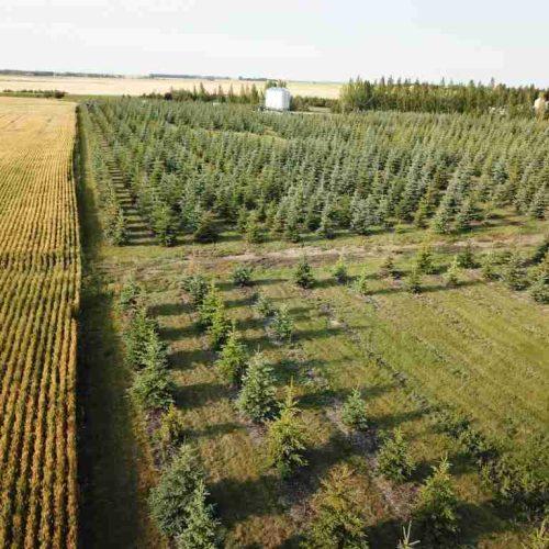 Didsbury Spruce Farms (Dsf) Tree Sales & Landscaping