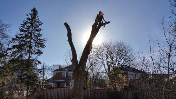 The Urban Arborist Inc.