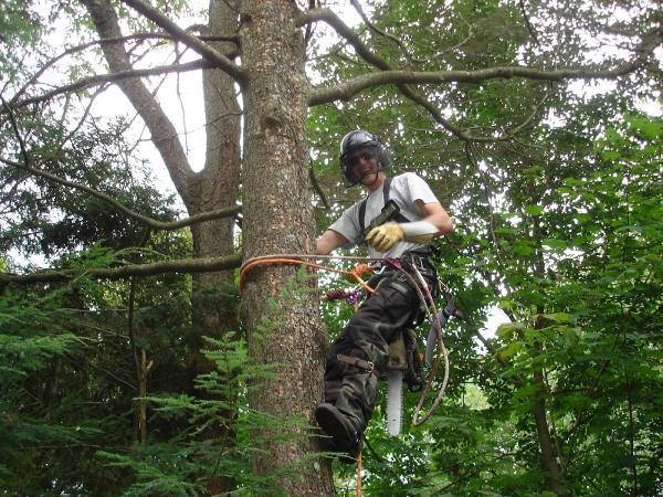 Services d'Arbres Gamelin