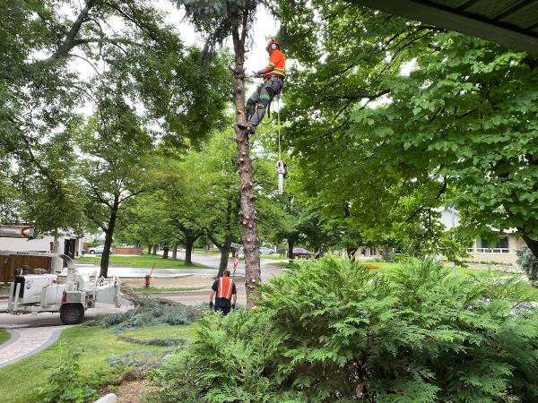 Timber Tree Removal