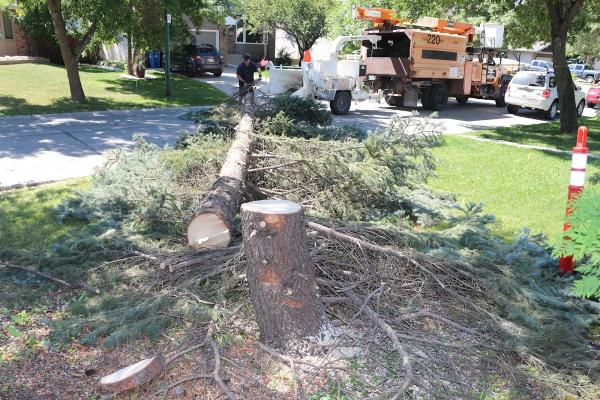 Timber Tree Removal