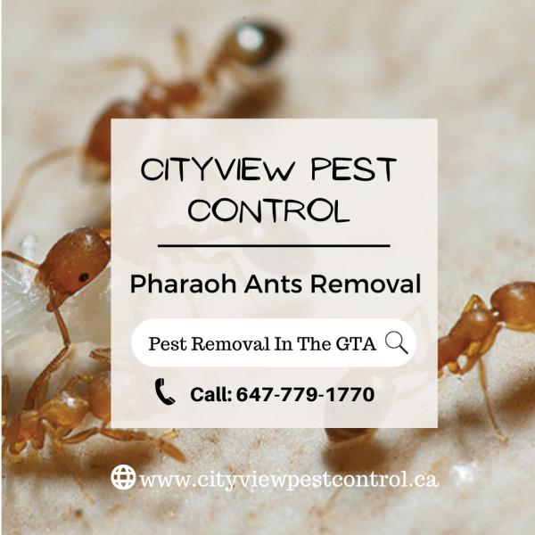 Cityview Pest Control Vaughan