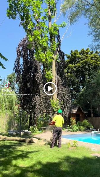 Anderstone Tree Service