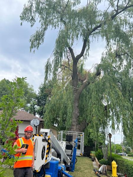 Anderstone Tree Service