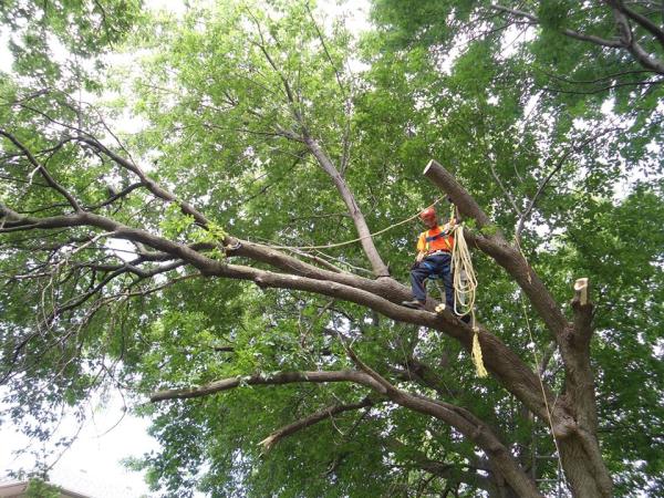 Davez Tree Service