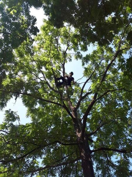 Arborcor Tree Care