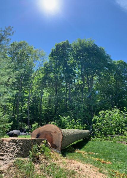 CK Tree Care