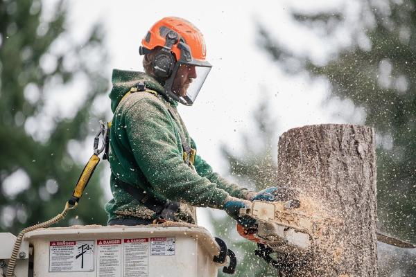 Strathcona Tree Care