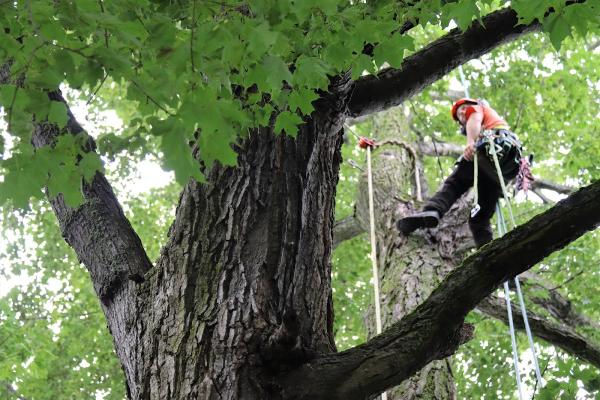 Treescape Certified Arborists