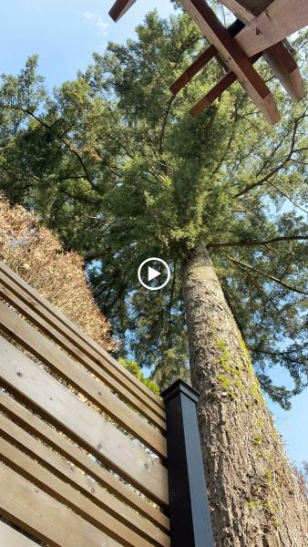Lombardi Tree Service: Fraser Valley's Leading Tree Experts